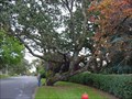Image for The Sloan Tree - Oak Bay, BC
