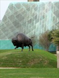 Image for American Bison - Corpus Chrisit, TX