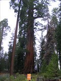 Image for General Grant-World's 3rd Largest Tree - Kings Canyon National Park CA