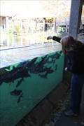 Image for Feed the Fish -- TX Freshwater Fisheries Ctr -- Athens TX
