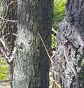 Image for Tree eats wire - Scheidskopf - Remagen - RLP - Germany