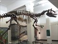 Image for Dinosaur Exhibit, Auckland Museum - Auckland, New Zealand