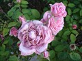 Image for Earthkind Roses - Grapevine Texas
