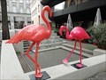 Image for Two Flamingos - Stuttgart, Germany, BW