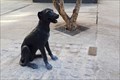 Image for El perro Paco - Madrid, España