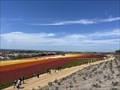 Image for The Flower Fields - Carlsbad, CA