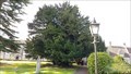 Image for Ancient Yew Tree - St John's churchyard - Tisbury, Wiltshire