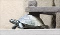 Image for Dos tortugas - Palacio Fenzi - Florencia, Italia