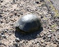Image for Blanding Turtle Crossing - Spooner, WI