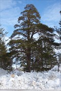 Image for OLDIEST - Tree in Saariselkä area - Inari, Finland