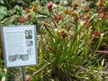 Image for Kanapaha Botanical Gardens Carnivorous Plants - Gainesville, FL (LEGACY)