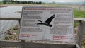 Image for The Canada Goose Lives Here - Mary's Cove, New Brunswick