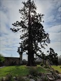Image for Sequoiadendron giganteum - Avranches, France