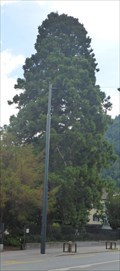 Image for Riesenmammutbaum im Fontanapark - Chur (CH)