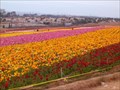 Image for The Flower Fields at Carlsbad