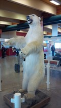 Image for Polar Bear - Inuvik, Northwest Territories
