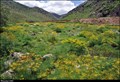 Image for Prangos ferulacea meadows - Degirmenalti Köyü (Bitlis province, East Turkey)