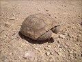 Image for Tortoise Crossing in the Mojave Desert