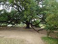 Image for Tree of the Year 2008 - Austin, TX