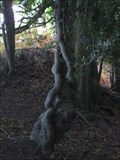 Image for Small Child Reaching up Tree - Arne, Isle of Purbeck, Dorset, UK