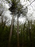 Image for les pins de Romans - Romans,France