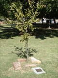 Image for Charlie Hanger tree - Perry, OK