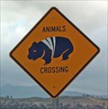 Image for (Bandaged) Wombat Crossing Sign, Canberra, Australia