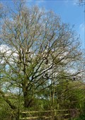 Image for Shoe Tree - Chapel Lane, Letty Green, Hertfordshire, UK.
