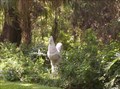 Image for Giant Chicken in the Garden - Micanopy, Florida