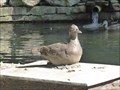 Image for Ozzie the Muscovy Duck - Westfield, MA