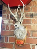 Image for Texas Jackalope - Dairy Palace - Canton, TX