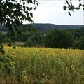 Image for Sunflowers - Ibra, Germany