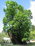 Image for Linden tree of King Matej