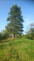 Image for Redwood trees in Hedeland