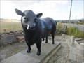 Image for Aberdeen Angus Bull - Alford, Aberdeenshire, Scotland