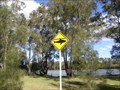Image for Sharks in Deepwater Park, Milperra, New South Wales, Australia