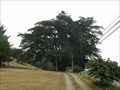 Image for Monterey Cypress - Brookings, Oregon