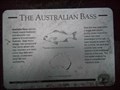Image for Australian Bass - Lane Cove, NSW, Australia