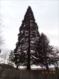 Image for Riesenmammutbaum in Weingarten