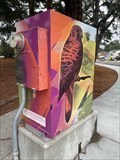 Image for Red Tailed Hawk: Visions of Indian Cove Trail - Castro Valley, CA