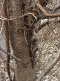 Image for Fence-Eating Tree - Brookfield, IL