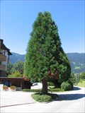 Image for Mammutbaum Sequoioideae Tree - Ossiach, Austria