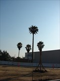 Image for Fake Palm on the 215