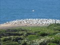 Image for ONLY - Mainland Gannet Colony in Australia