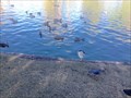 Image for Feed the Ducks - Civic Center Park - Palm Desert, CA