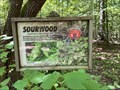 Image for Sourwood, Clemmons Educational State Forest - Clayton, North Carolina