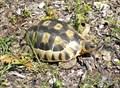 Image for Angulate Tortoise at Robben Island - Cape Town, South Africa