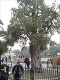 Image for Nine-dragon Juniper - The Temple of Heaven, Beijing, China