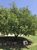 Image for The Oroblanco Grapefruit Tree - Riverside, CA