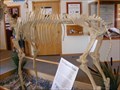 Image for Visitor Center Hagerman Fossil Beds National Monument - Hagerman